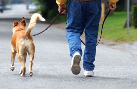 Leve seu animal de estimação para passear