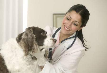 Leve os cachorros ao veterinário